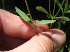 Scutellaria siphocampyloides