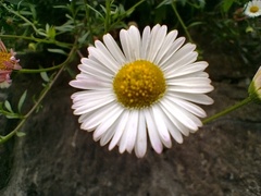 Erigeron karvinskianus