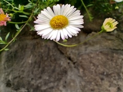 Erigeron karvinskianus