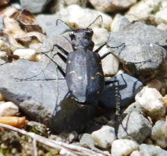 Cicindela longilabris