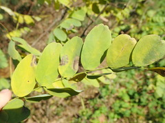Macrosaccus robiniella