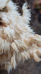 Hericium coralloides