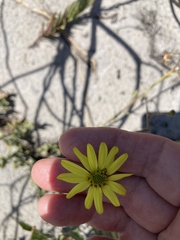 Osteospermum dentatum