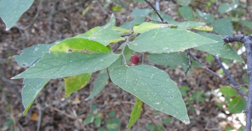 Celtis reticulata (Celtis reticulata)