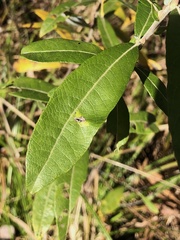 Salix humilis