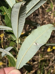Salix humilis