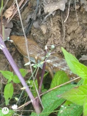 Gerrhonotus liocephalus