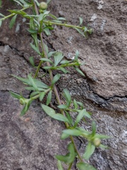 Erigeron karvinskianus