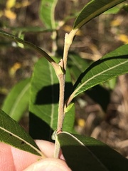 Salix humilis