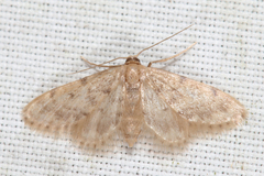 Idaea bonifata