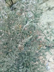 Indigofera lindheimeriana