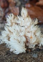 Hericium coralloides