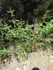 Scutellaria siphocampyloides