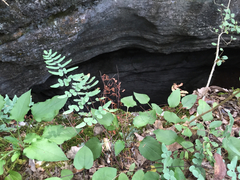 Pellaea atropurpurea