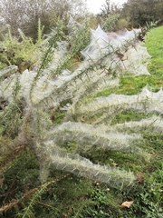 Tetranychus lintearius