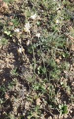 Chlorophytum crispum