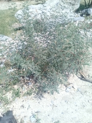 Indigofera lindheimeriana