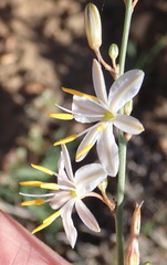 Chlorophytum crispum