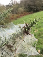 Tetranychus lintearius