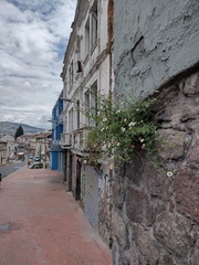 Erigeron karvinskianus