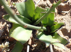 Chlorophytum crispum