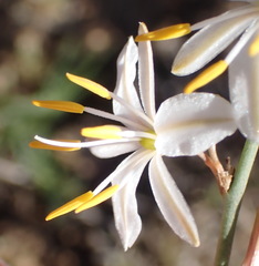 Chlorophytum crispum