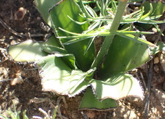 Chlorophytum crispum