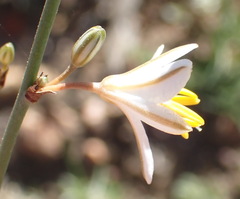 Chlorophytum crispum
