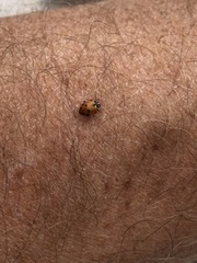 Hippodamia variegata