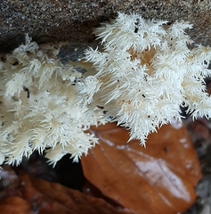 Hericium coralloides