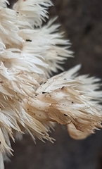 Hericium coralloides