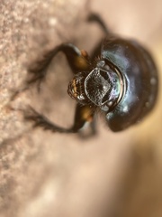 Geotrupes balyi