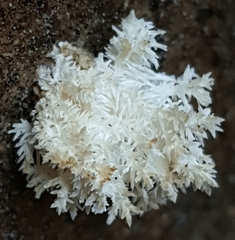 Hericium coralloides