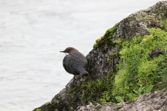 Cinclus cinclus aquaticus