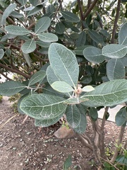 Feijoa