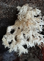 Hericium coralloides