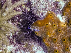 Ancylomenes pedersoni