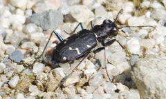 Cicindela longilabris