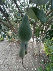 Feijoa