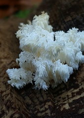 Hericium coralloides