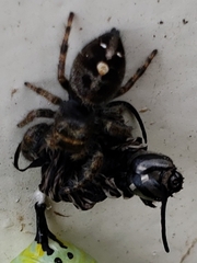 Phidippus audax