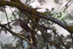 Luscinia megarhynchos