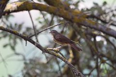 Luscinia megarhynchos