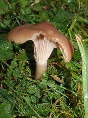 Cuphophyllus colemannianus