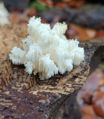 Hericium coralloides