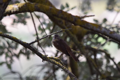 Luscinia megarhynchos