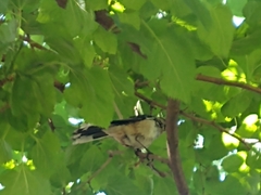 Mimus saturninus