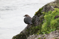Cinclus cinclus aquaticus