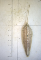 Bromus hordeaceus