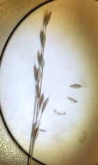 Bromus hordeaceus